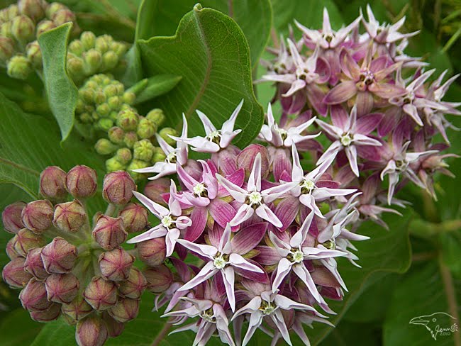 Showy Milkweed