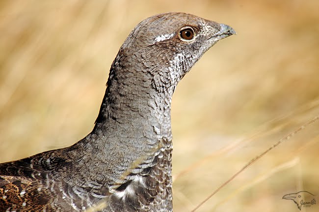 Blue Grouse