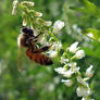 Honey Bee Errands
