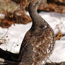 Blue Grouse Strut