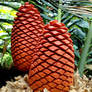 Cycad Cones