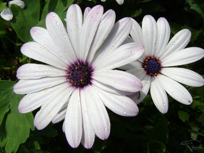 Purple Centers