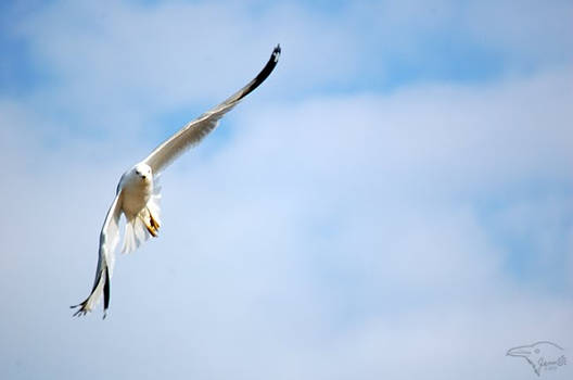 Gull Flying