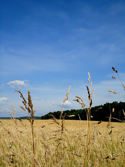 Lazy Summer Afternoon