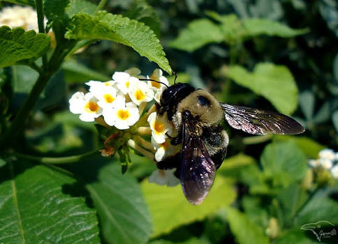 Bumblebee Business