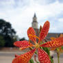 Leopard Flower