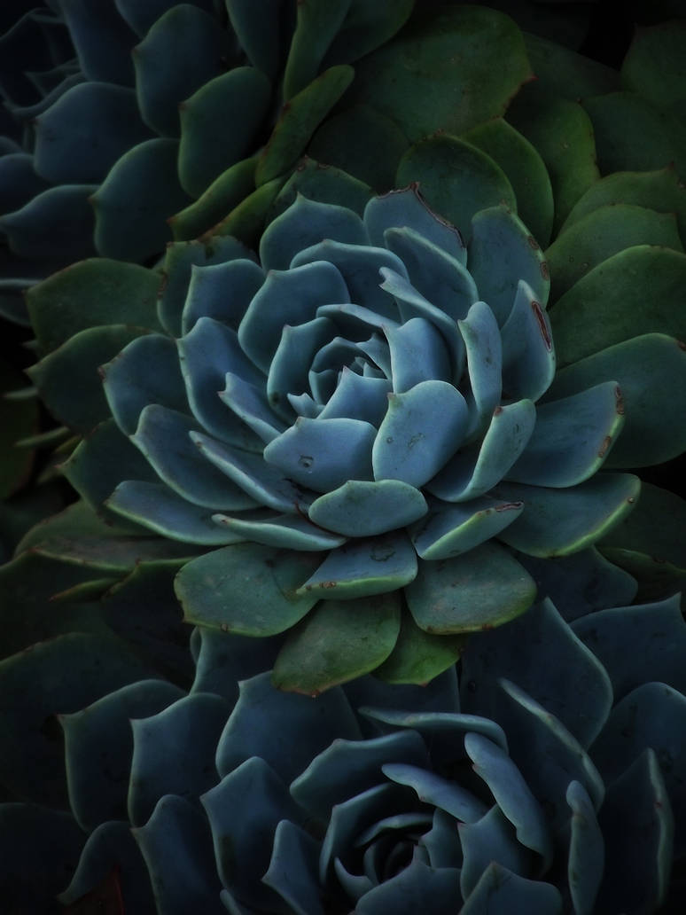 Sharp flowers