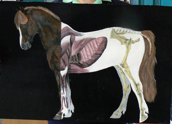 Structure - anatomy of a horse