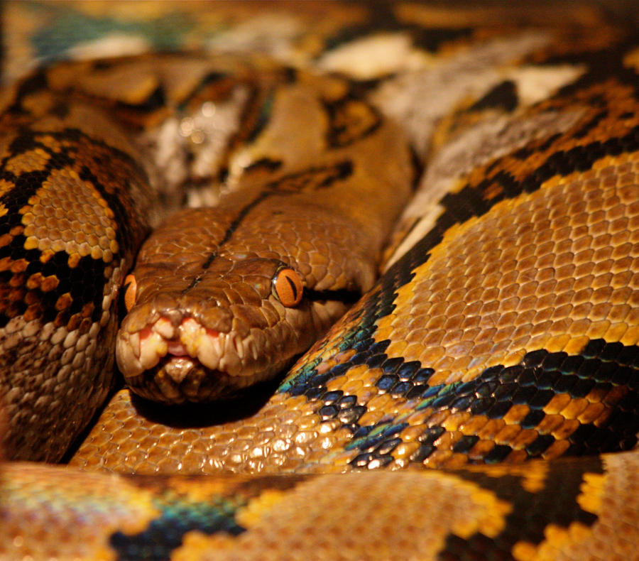 Python by rmbastey on DeviantArt