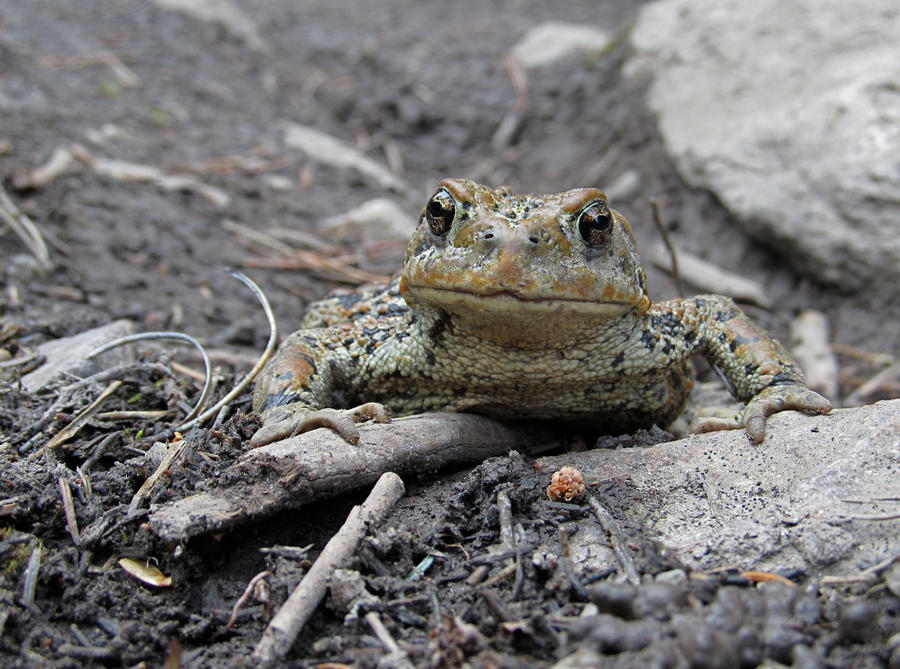 Rocking Toad Rocky Mountain Toad by rmbastey on DeviantArt
