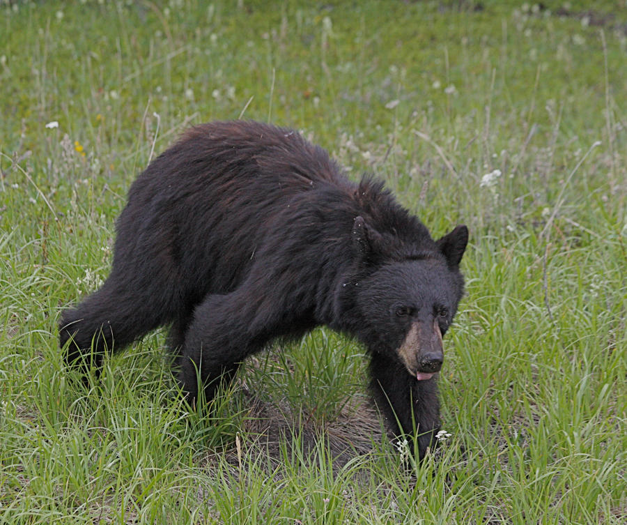 Banff Black Bear IV