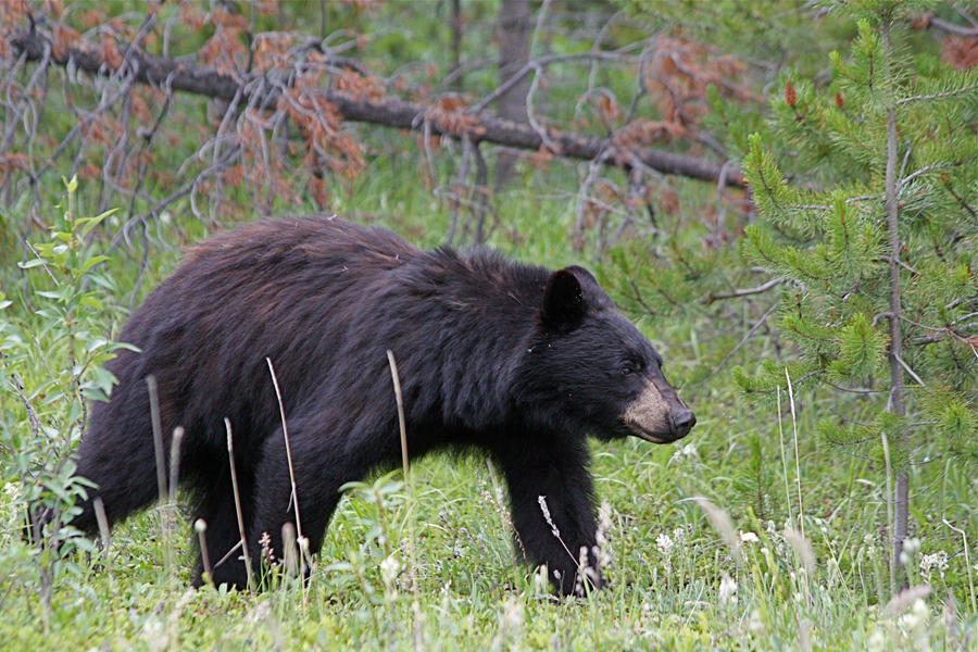 Banff Black Bear V