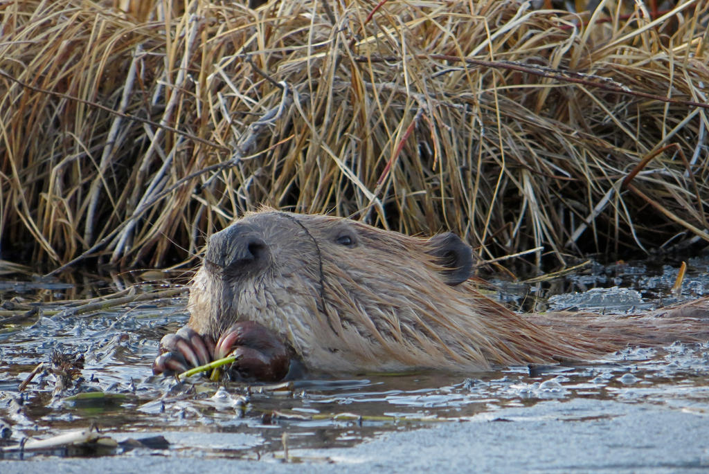 A Beaver by rmbastey on DeviantArt