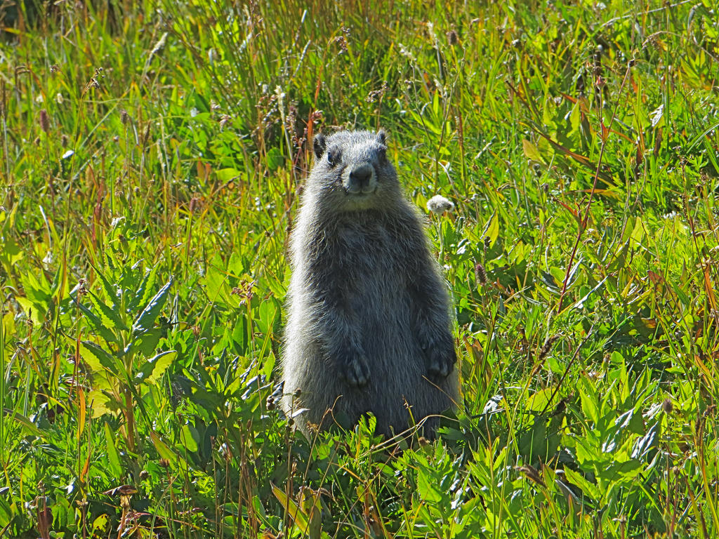 Attention Marmots!