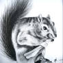 Squirel - Charcoal