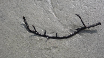 sea twig