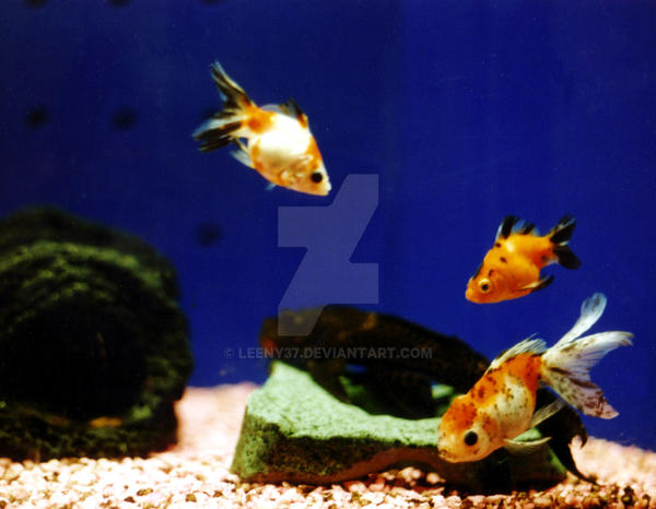 Deviantart 2007 Goldfish Goldfish by Leeny37 on DeviantArt
