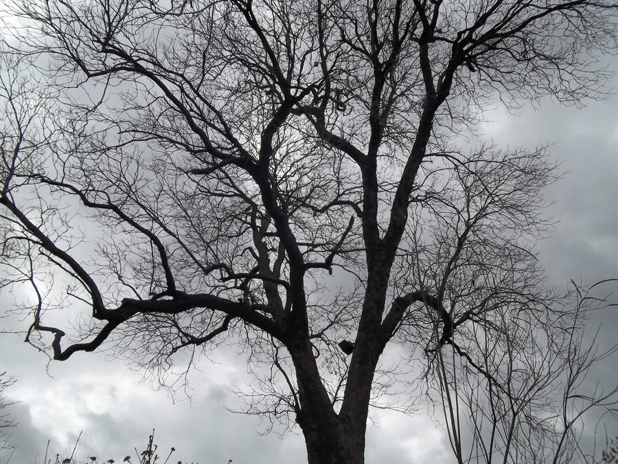 MOR TREES!!! .... yes i like trees :3 by Arcania-9 on DeviantArt