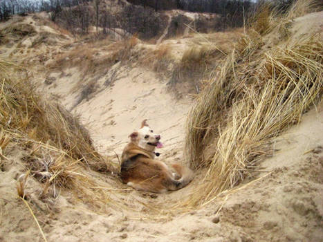 Dune dog