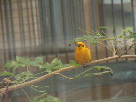 Little Yellow Bird