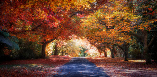 The Autumn Road