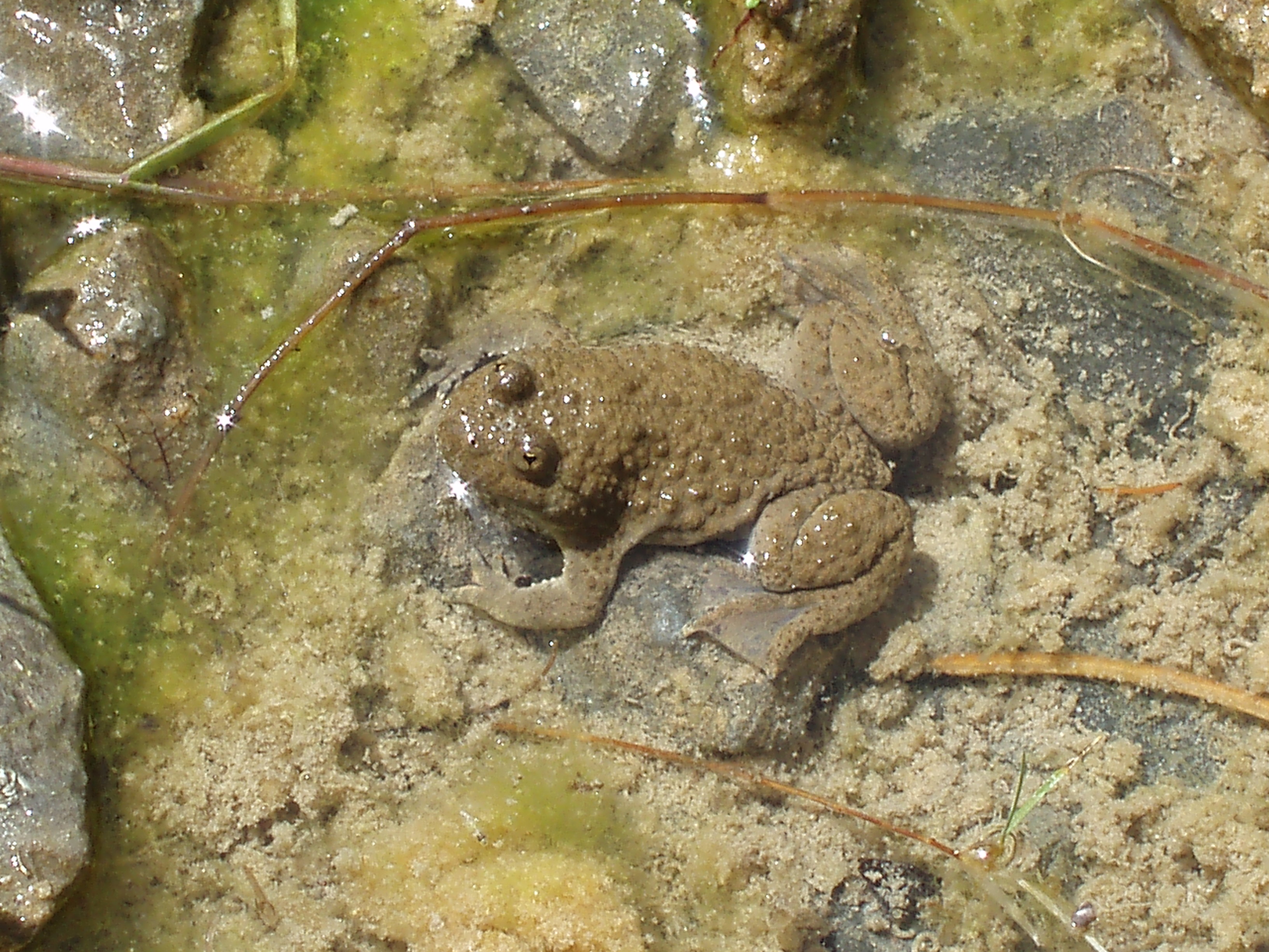 Rare German Frog