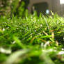 Grass 02