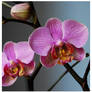 Phalaenopsis