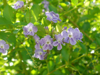 Purple Blooms