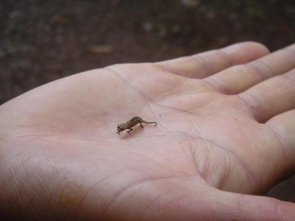 Smallest Lizard