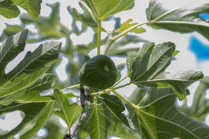 Fig tree fruit