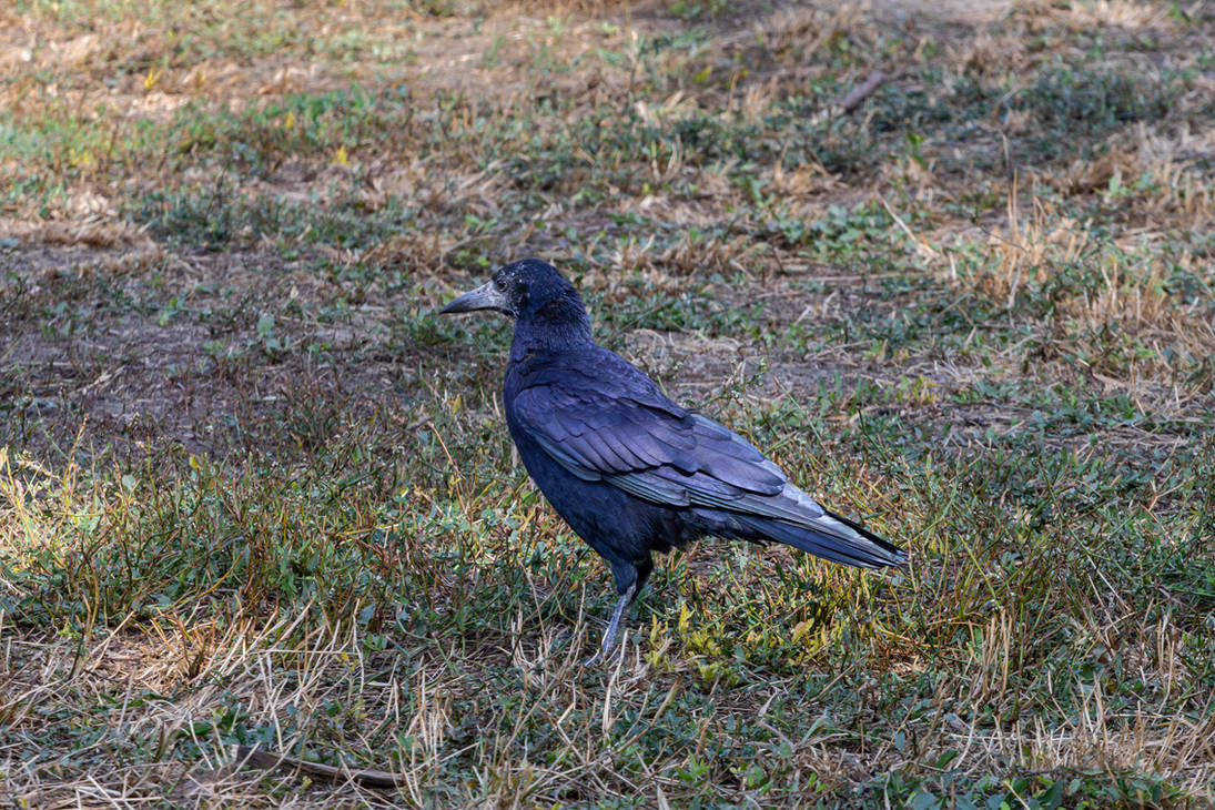 Rugina Rook Rook colours 1/4 by DexuMihai on DeviantArt