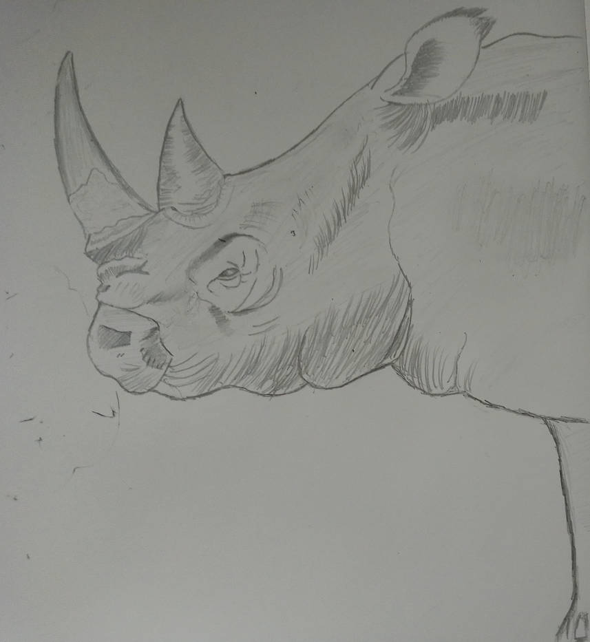 Rhino by 268Lav on DeviantArt