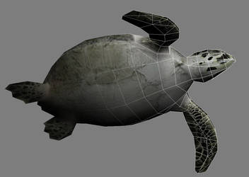 Tortue 2