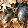 Dog in Leaves