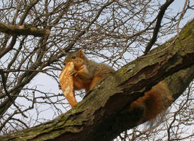 Squirrel  pizza