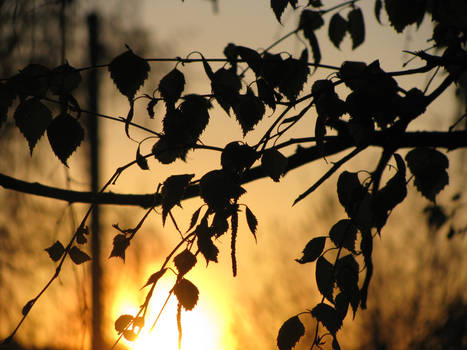 dark tree