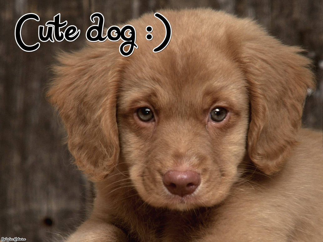 Cute Dog Wallpaper By Winxkatarina On Deviantart Cute Dog Wallpaper By Winxkatarina On Deviantart