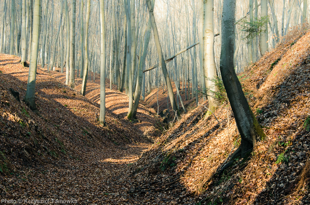 Forgotten Forest