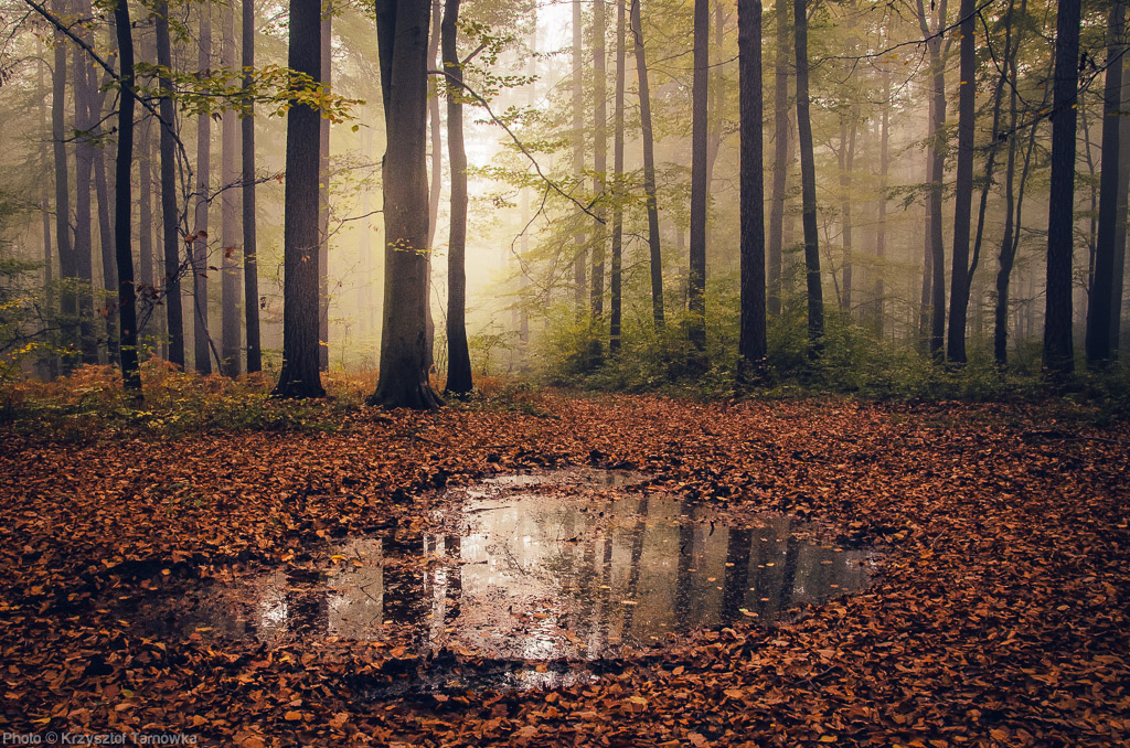 Forest Reflection