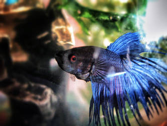 my fish =)