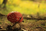 Autumn Mushroom by mini-ilse