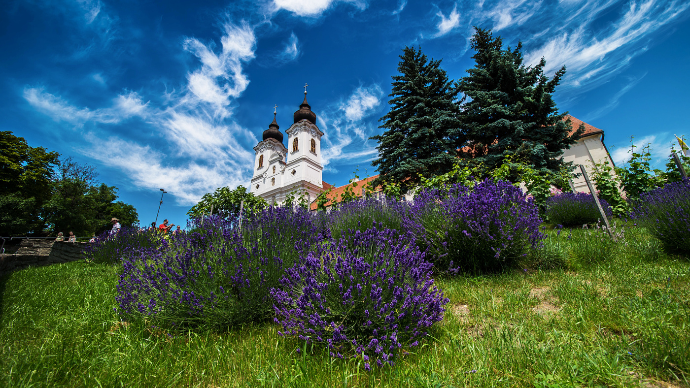 Lavenders and blue sky