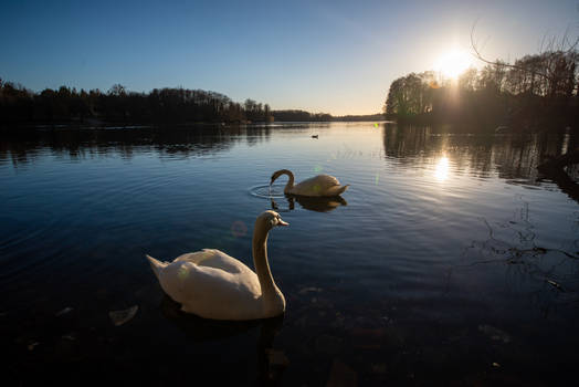 Swans of Glienicke