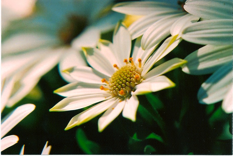 Daisy in the sun