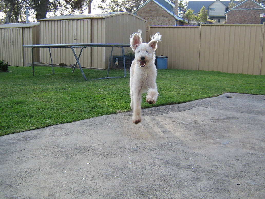 Simba Leaping by Bree262 on DeviantArt