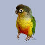 Conure