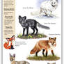 Foxes of Eurasia