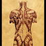 Study of Back Torso Muscles