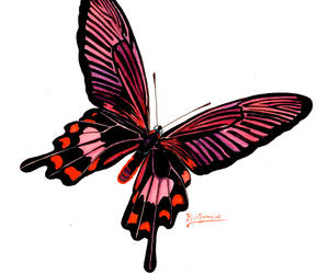 butterfly1